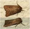 Mythimna albipuncta